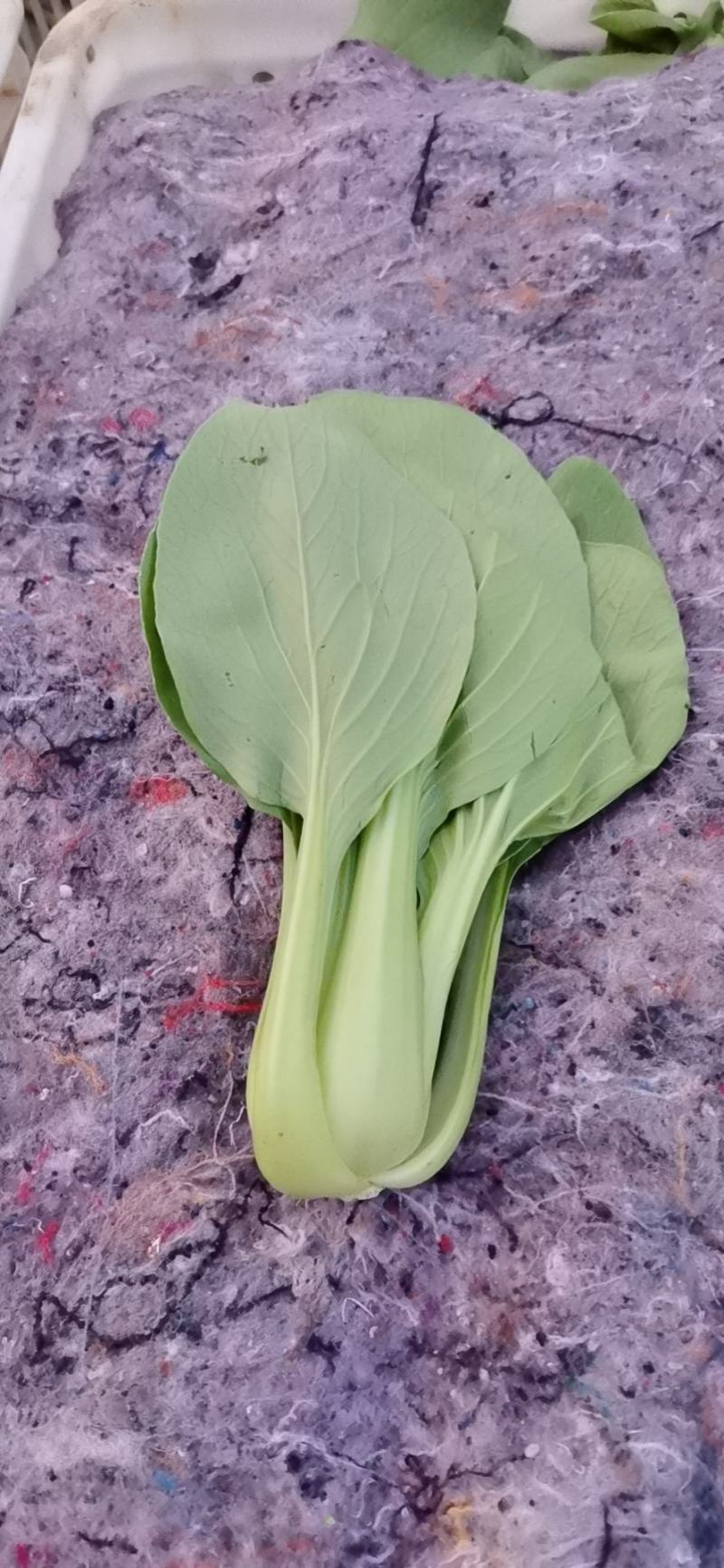 精品小青菜量大从优！