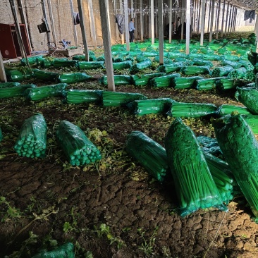 芹菜黄飞芹菜，冬暖大棚种植基地，现季已上市。