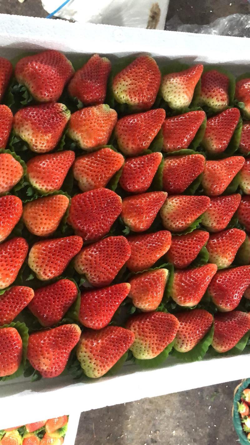 【推荐】产地直供奶油草莓口感好量大优惠欢迎来电订购
