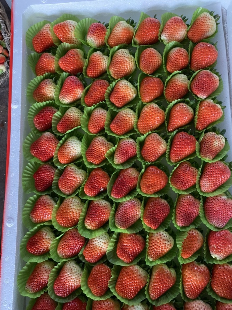 【推荐】产地直供奶油草莓口感好量大优惠欢迎来电订购