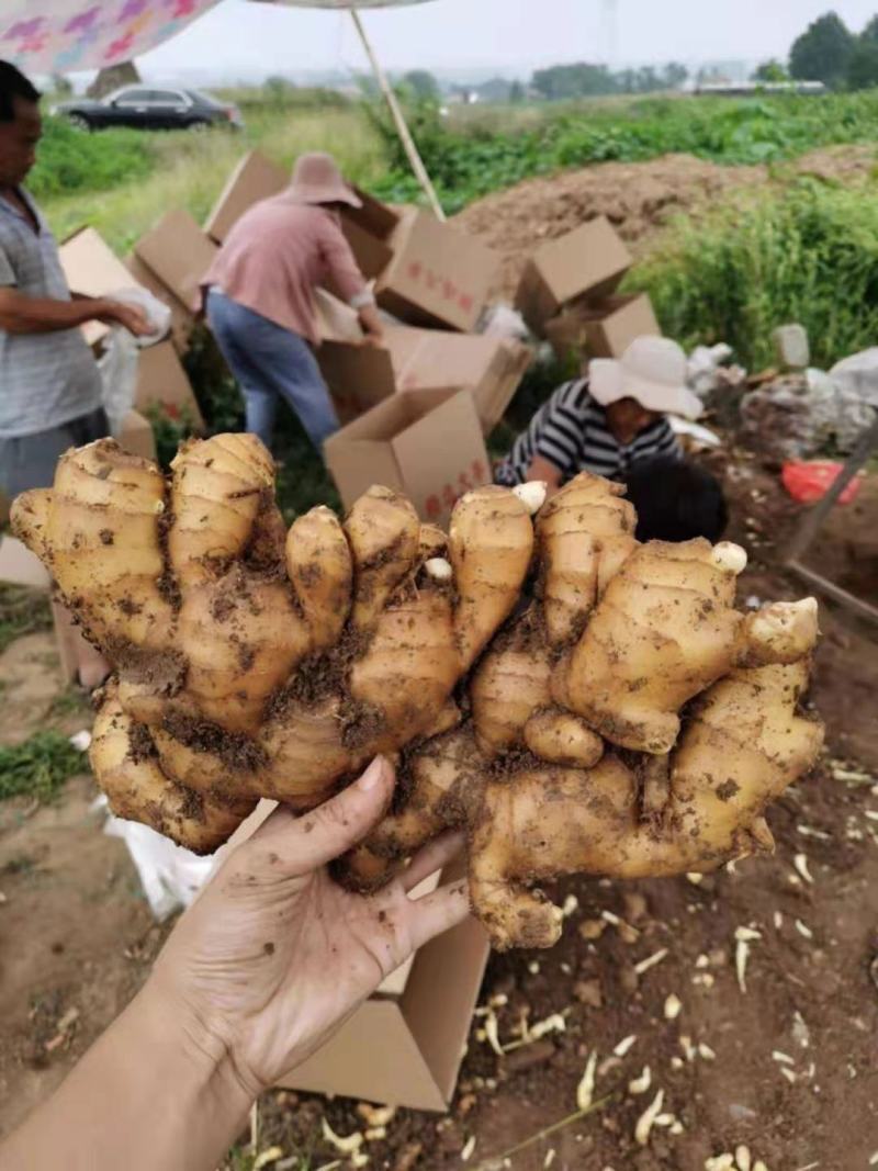 大黄姜，各种生姜品种，质优价廉，诚信经营，欢迎订购