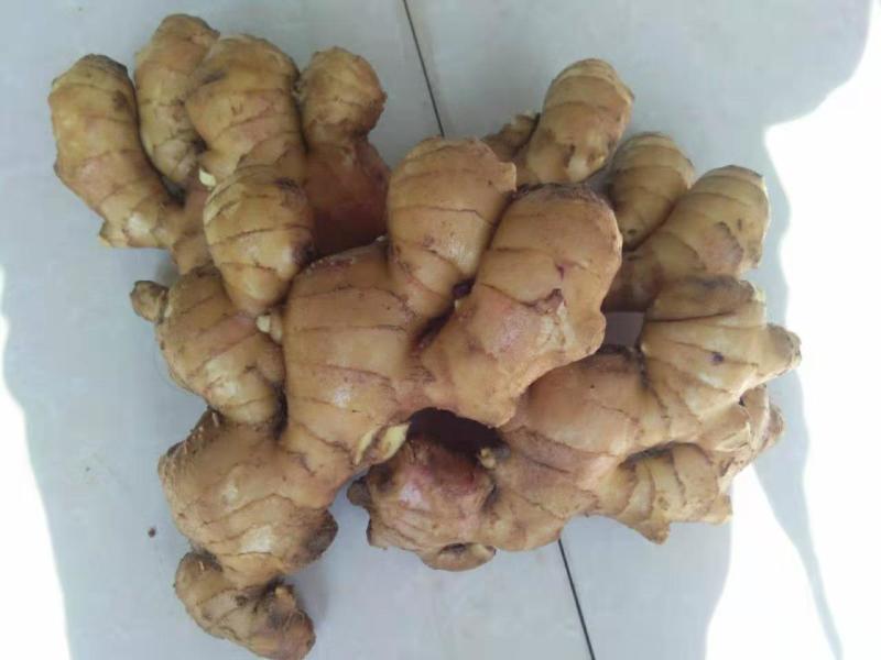 【免费包邮】山东莱芜黄姜批发现挖新鲜老姜生姜土姜大黄姜种