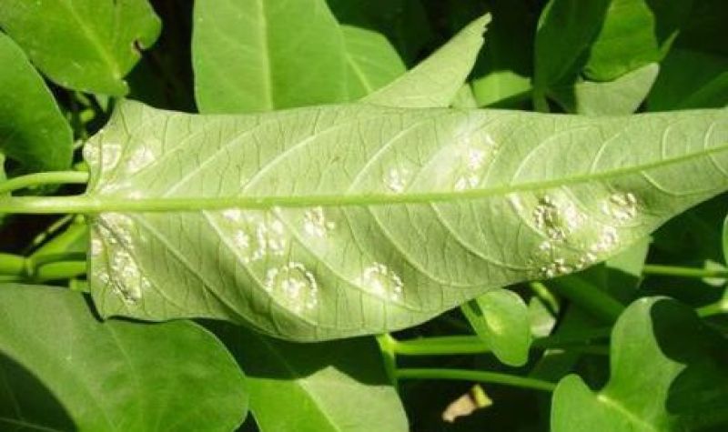 浓甜氟吡菌胺+精甲霜灵霜霉病蕃茄晚疫病通心菜白锈病杀菌剂