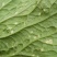 浓甜氟吡菌胺+精甲霜灵霜霉病蕃茄晚疫病通心菜白锈病杀菌剂