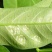 浓甜氟吡菌胺+精甲霜灵霜霉病蕃茄晚疫病通心菜白锈病杀菌剂