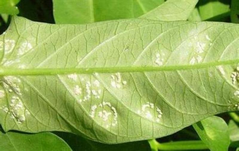 浓甜氟吡菌胺+精甲霜灵霜霉病蕃茄晚疫病通心菜白锈病杀菌剂