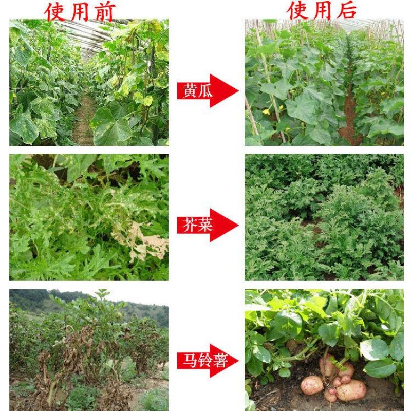 浓甜氟吡菌胺+精甲霜灵霜霉病蕃茄晚疫病通心菜白锈病杀菌剂