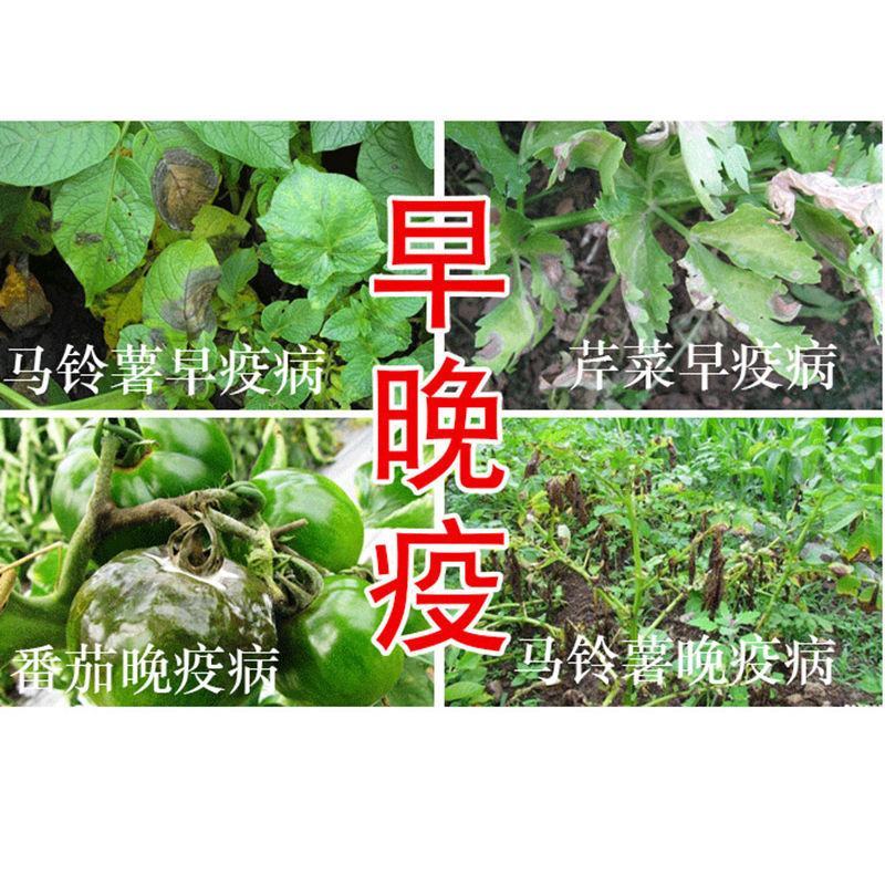 浓甜氟吡菌胺+精甲霜灵霜霉病蕃茄晚疫病通心菜白锈病杀菌剂