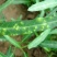 浓甜氟吡菌胺+精甲霜灵霜霉病蕃茄晚疫病通心菜白锈病杀菌剂