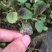浓甜氟吡菌胺+精甲霜灵霜霉病蕃茄晚疫病通心菜白锈病杀菌剂