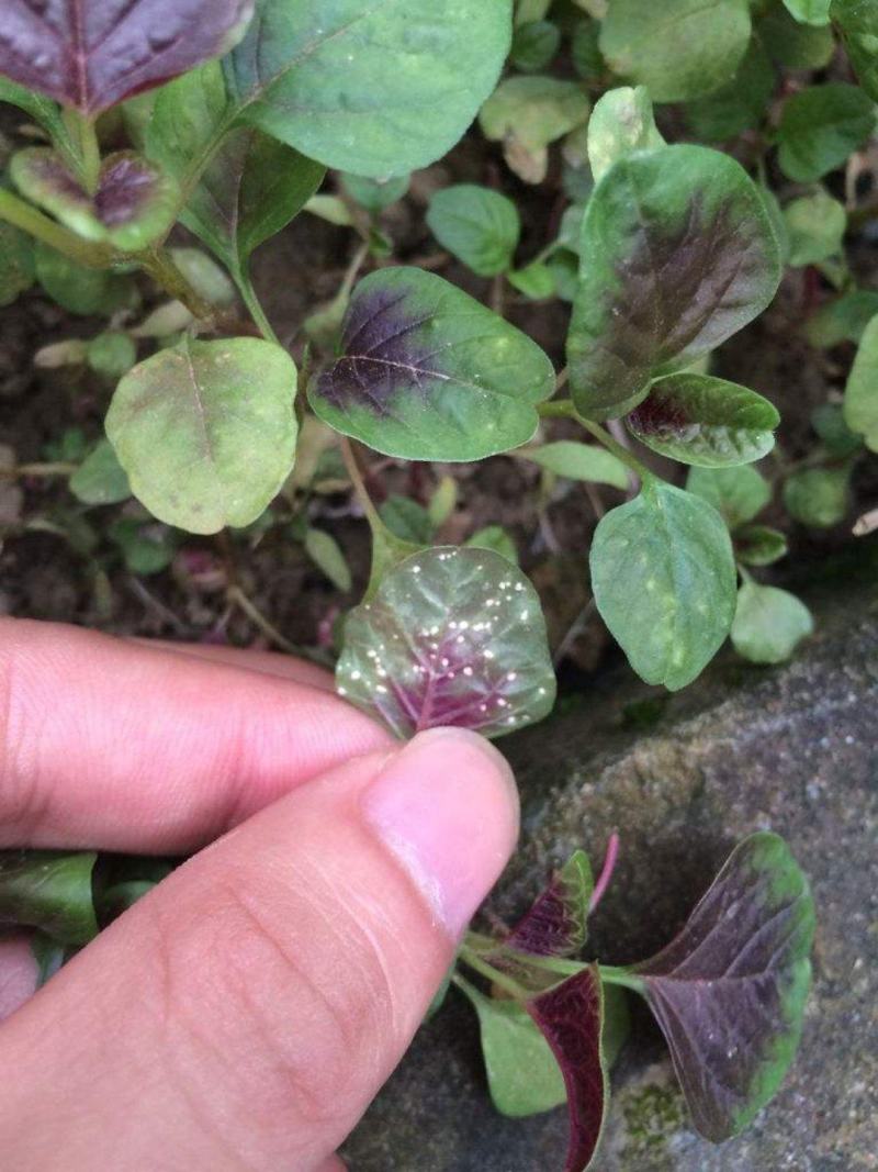 浓甜氟吡菌胺+精甲霜灵霜霉病蕃茄晚疫病通心菜白锈病杀菌剂