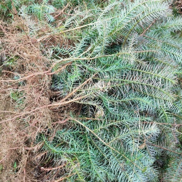 云南山地杉树苗20cm-50cm，刺杉苗