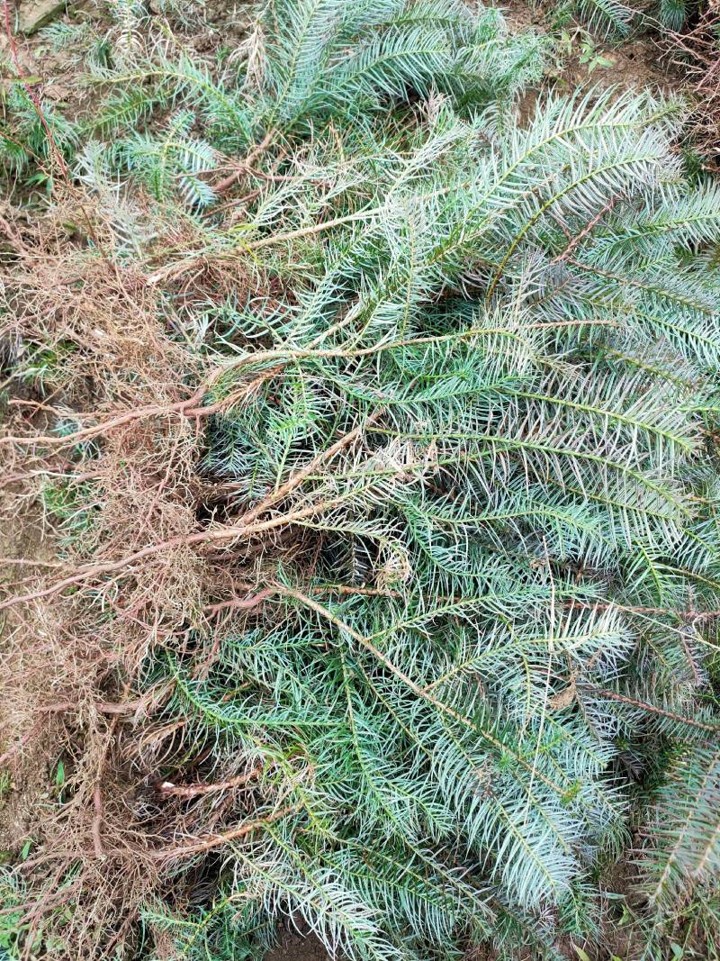 云南山地杉树苗20cm-50cm，刺杉苗