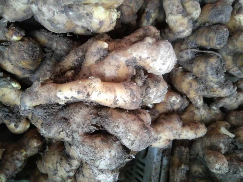 【免费包邮】山东莱芜黄姜批发现挖新鲜老姜生姜土姜大黄姜种