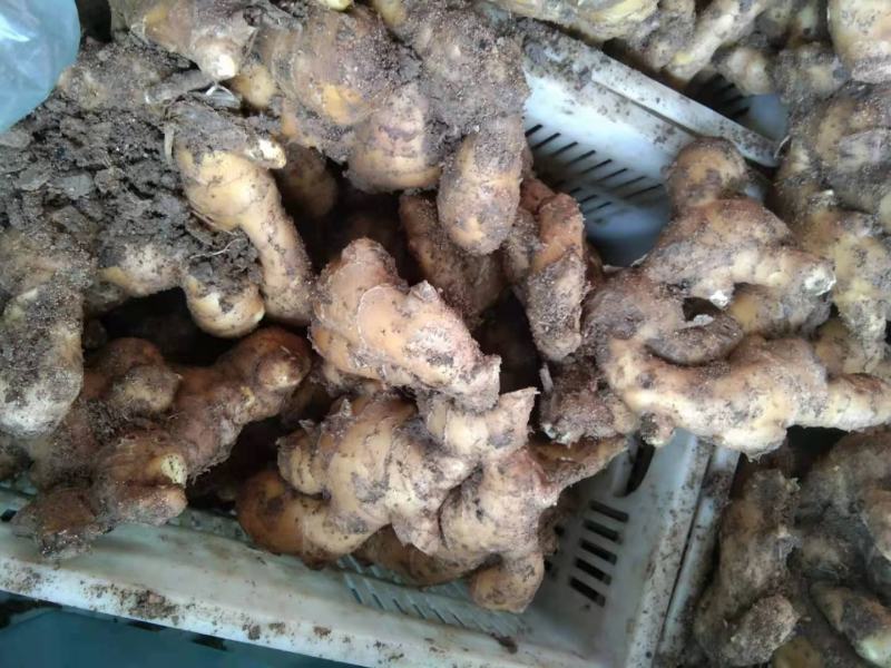 【免费包邮】山东莱芜黄姜批发现挖新鲜老姜生姜土姜大黄姜种