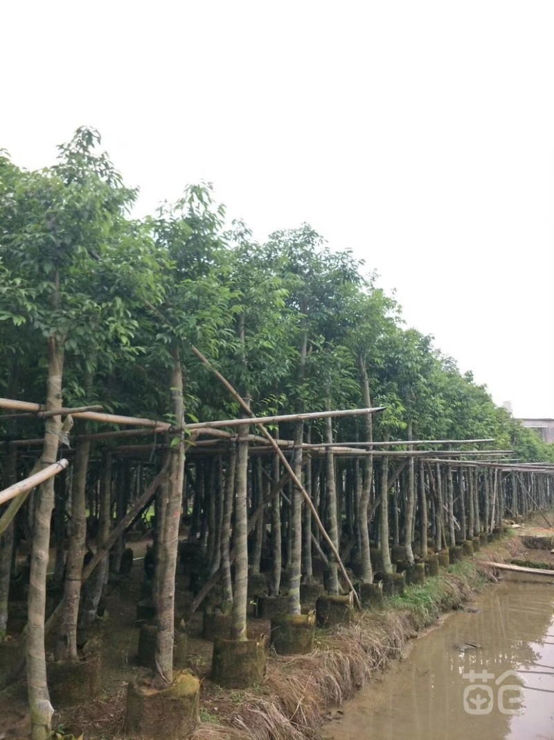 天竺桂树苗、竺香、大叶天竺桂、山玉桂袋苗
