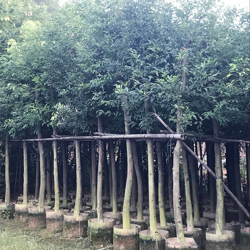 天竺桂树苗、竺香、大叶天竺桂、山玉桂袋苗