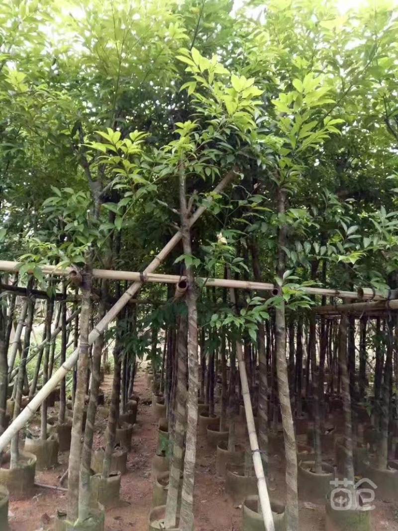 天竺桂树苗、竺香、大叶天竺桂、山玉桂袋苗