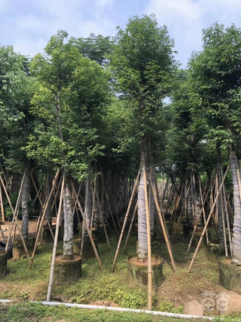 天竺桂树苗、竺香、大叶天竺桂、山玉桂袋苗