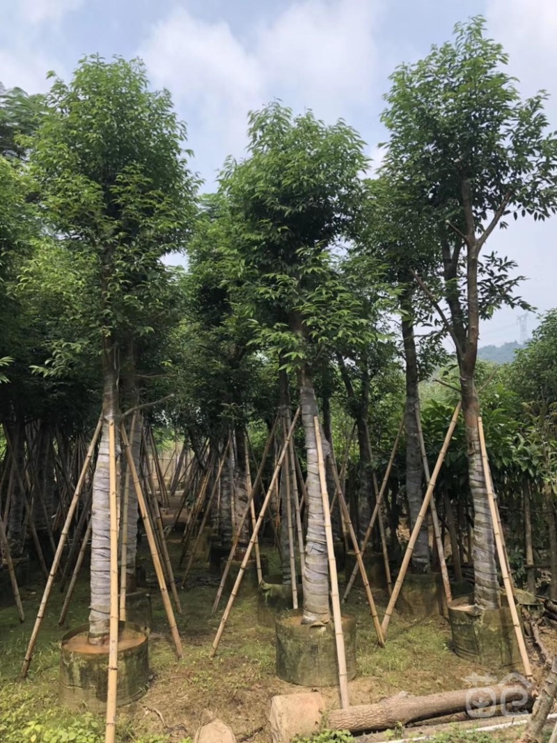 天竺桂树苗、竺香、大叶天竺桂、山玉桂袋苗