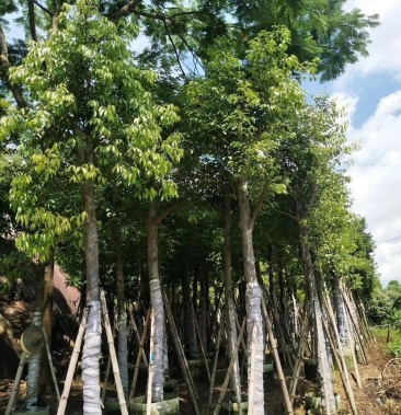 天竺桂树苗竺香大叶天竺桂山玉桂