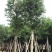 天竺桂树苗、竺香、大叶天竺桂、山玉桂袋苗