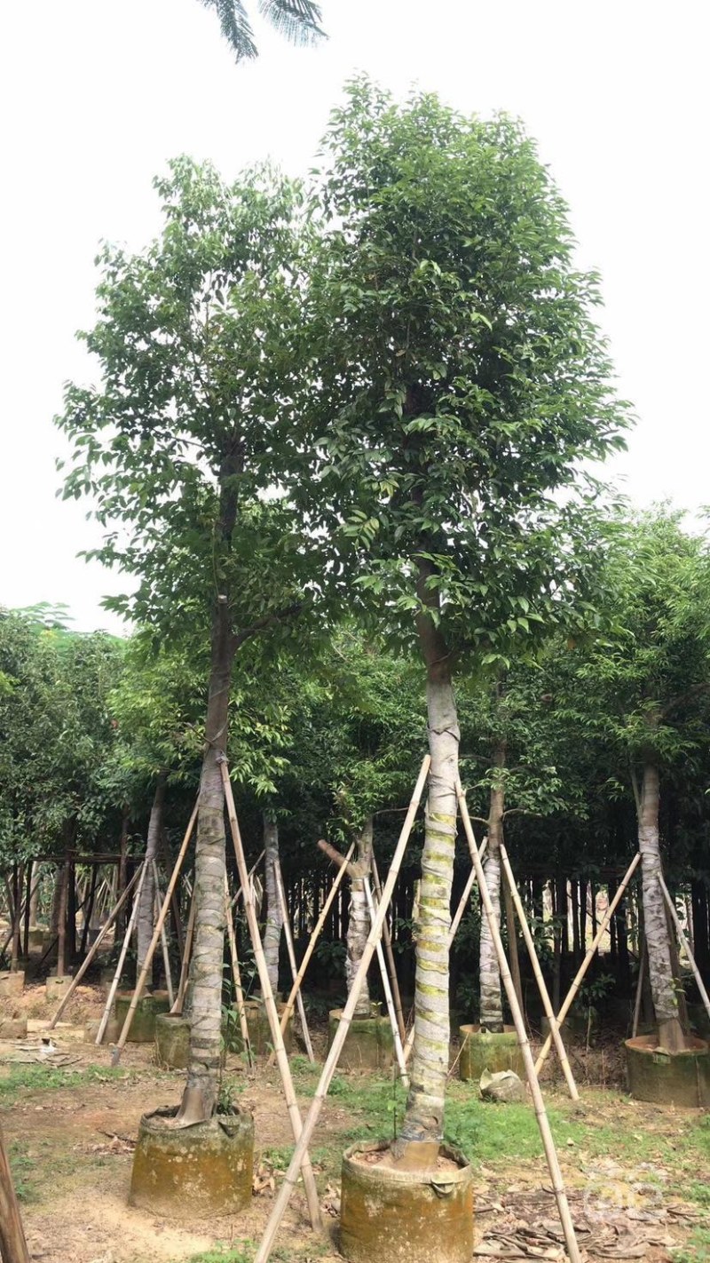 天竺桂树苗、竺香、大叶天竺桂、山玉桂袋苗