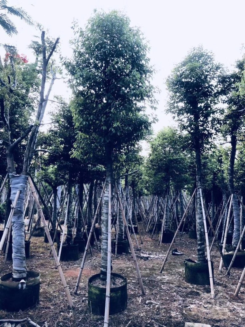 天竺桂树苗、竺香、大叶天竺桂、山玉桂袋苗
