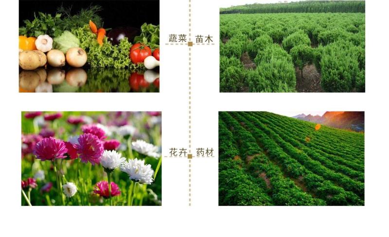 力卡烯酰.丙森锌白菜莴笋霜霉病马铃薯晚疫病保护治疗杀菌剂