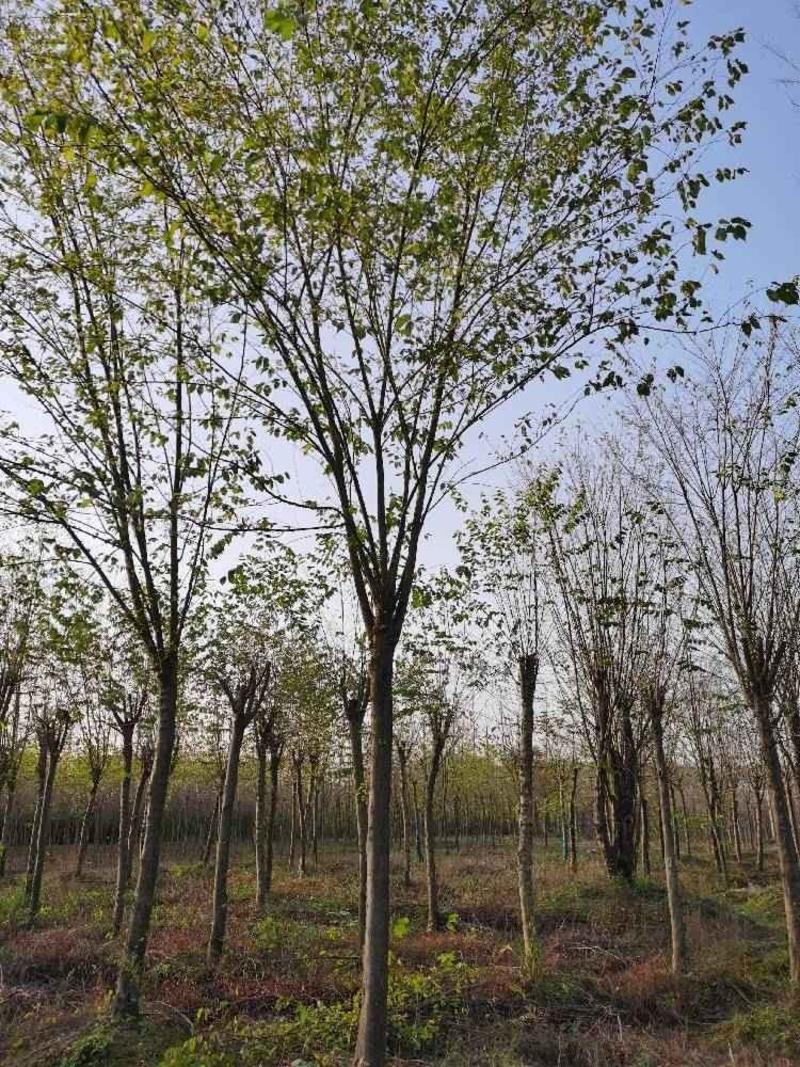 20公分青檀供应青檀树北京市主要林木25公分青檀树