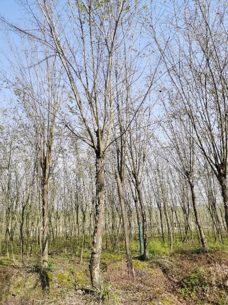 20公分青檀供应青檀树北京市主要林木25公分青檀树