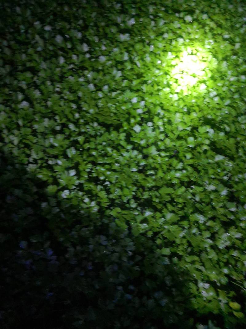 常年提优质杂交西芹苗，百利，皇后～文图拉~西芹王。诚信经