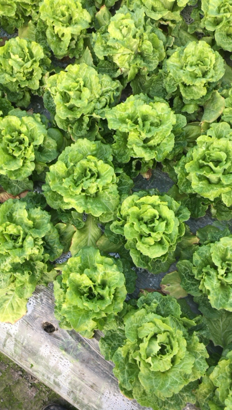 生菜.生菜.生菜.生菜.生菜......等