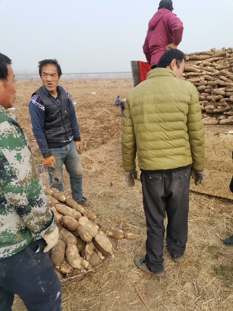 陕西渭南辛市马渡九眼白莲