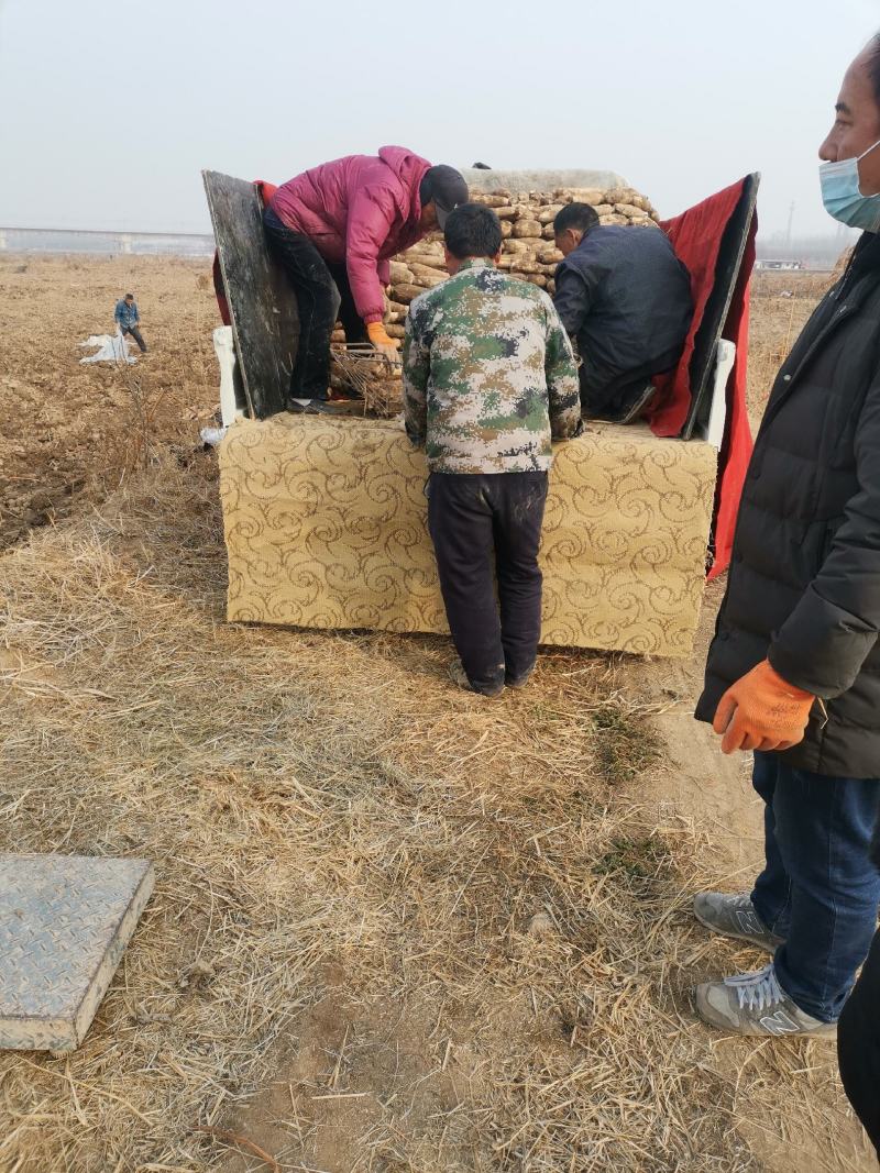 陕西渭南辛市马渡九眼白莲