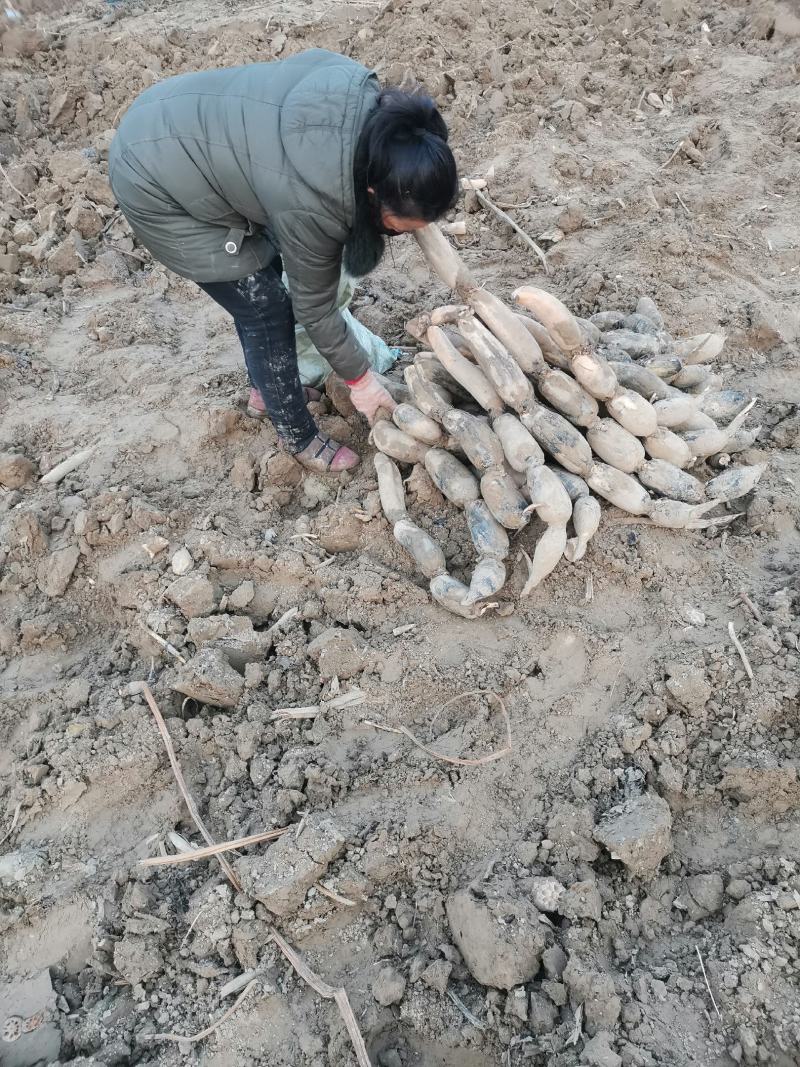 陕西渭南辛市马渡九眼白莲