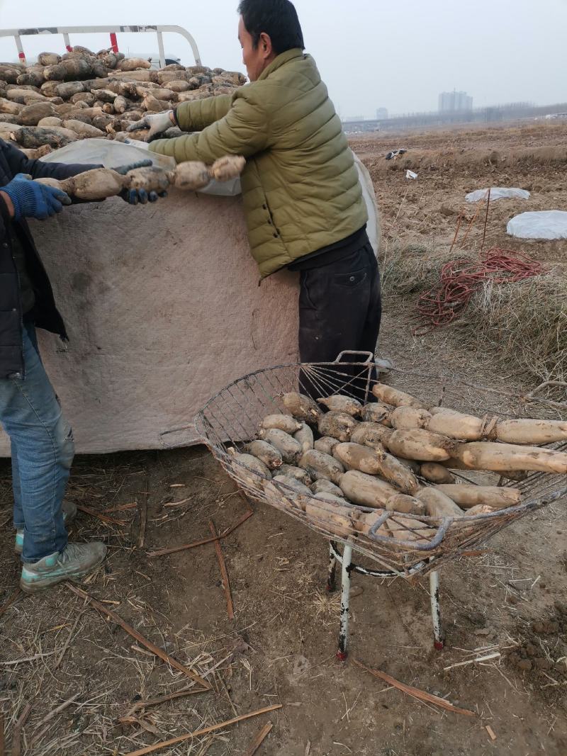 陕西渭南辛市马渡九眼白莲