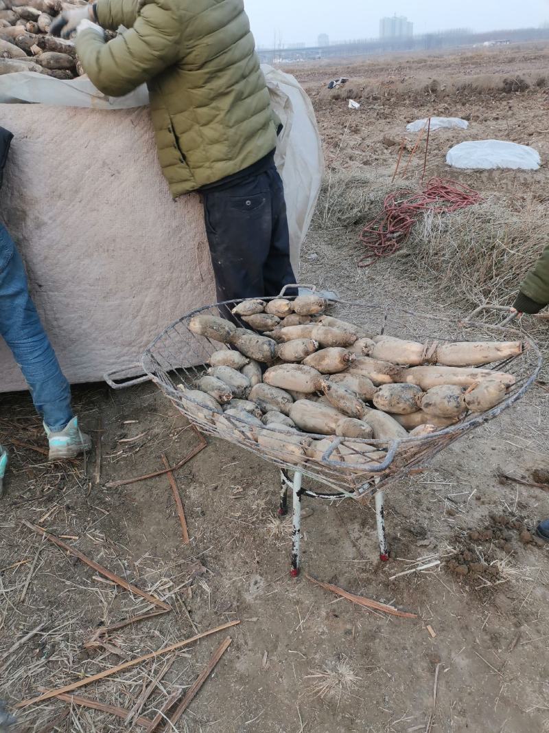 陕西渭南辛市马渡九眼白莲