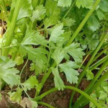 金口芹菜大棚的国庆节上市