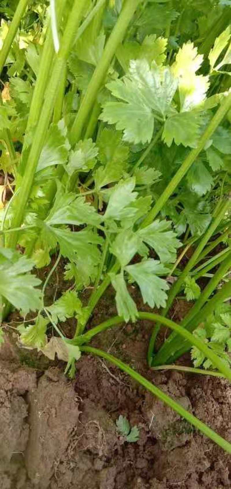 金口芹菜大棚的国庆节上市