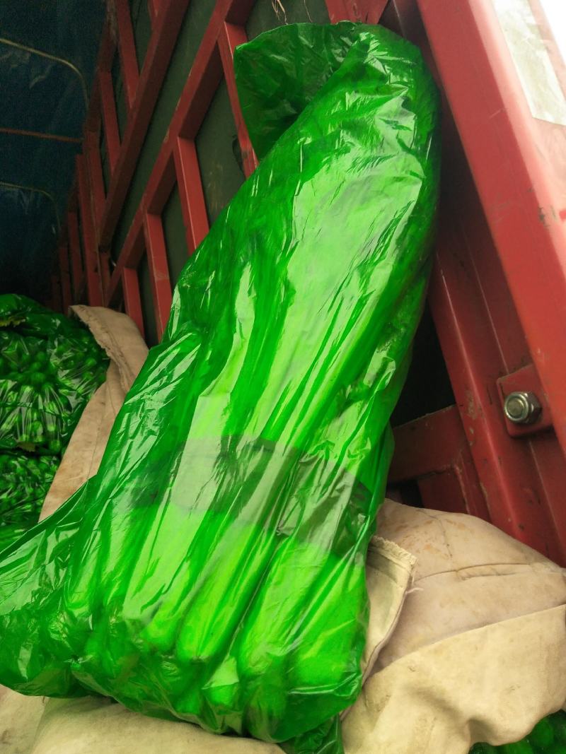 金口芹菜大棚的国庆节上市