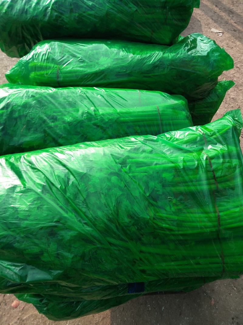 金口芹菜大棚的国庆节上市