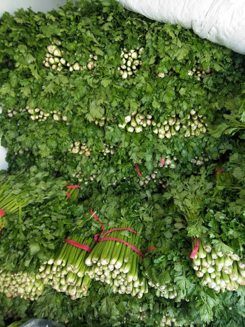 金口芹菜大棚的国庆节上市
