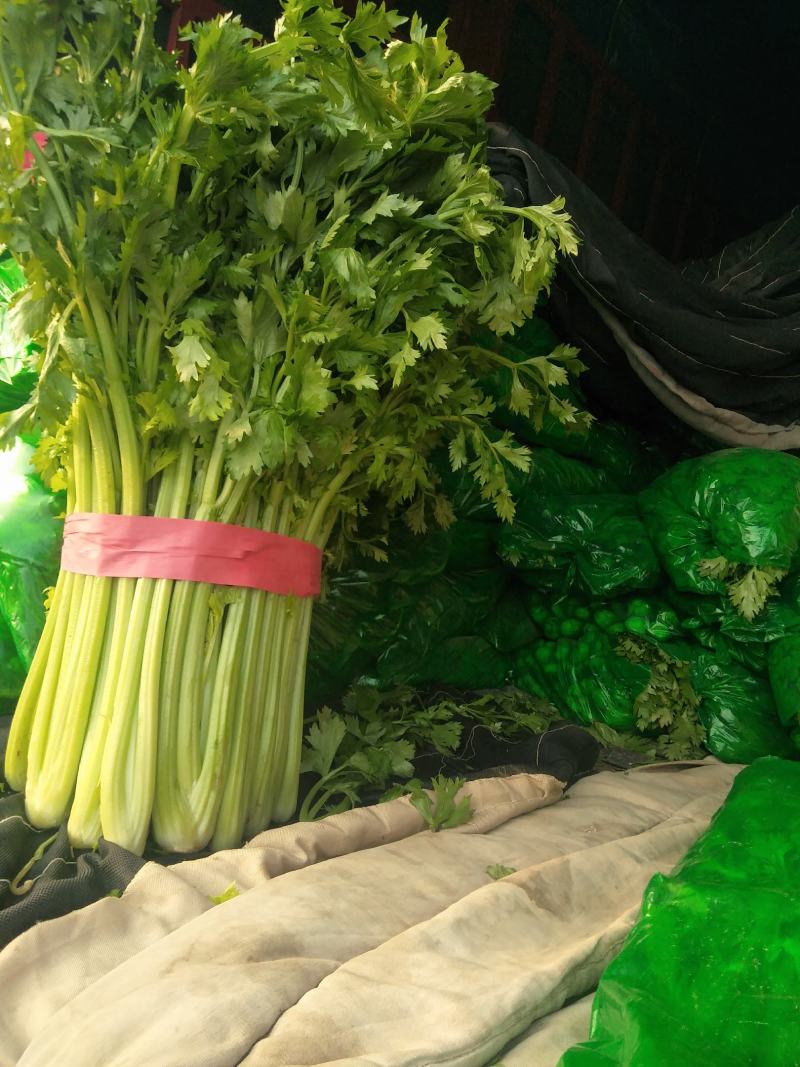 金口芹菜大棚的国庆节上市