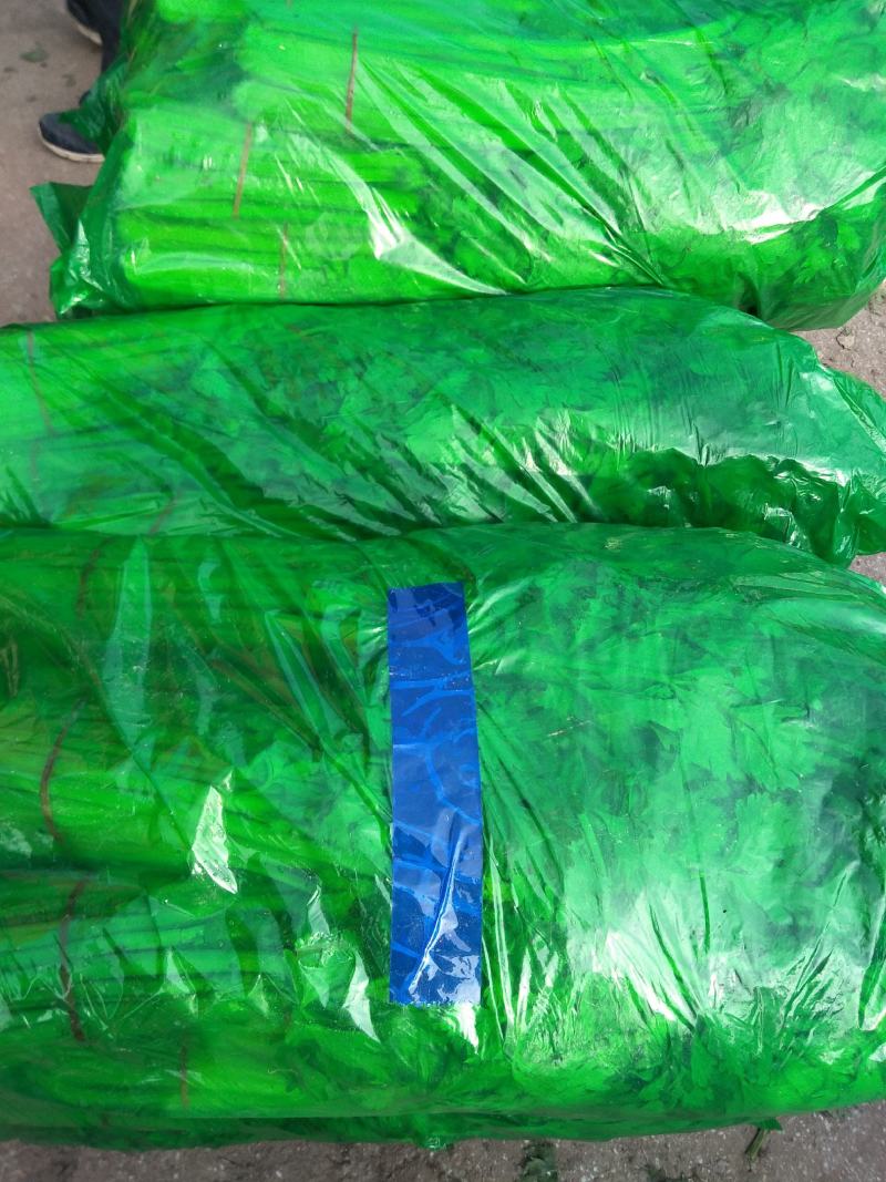 金口芹菜大棚的国庆节上市