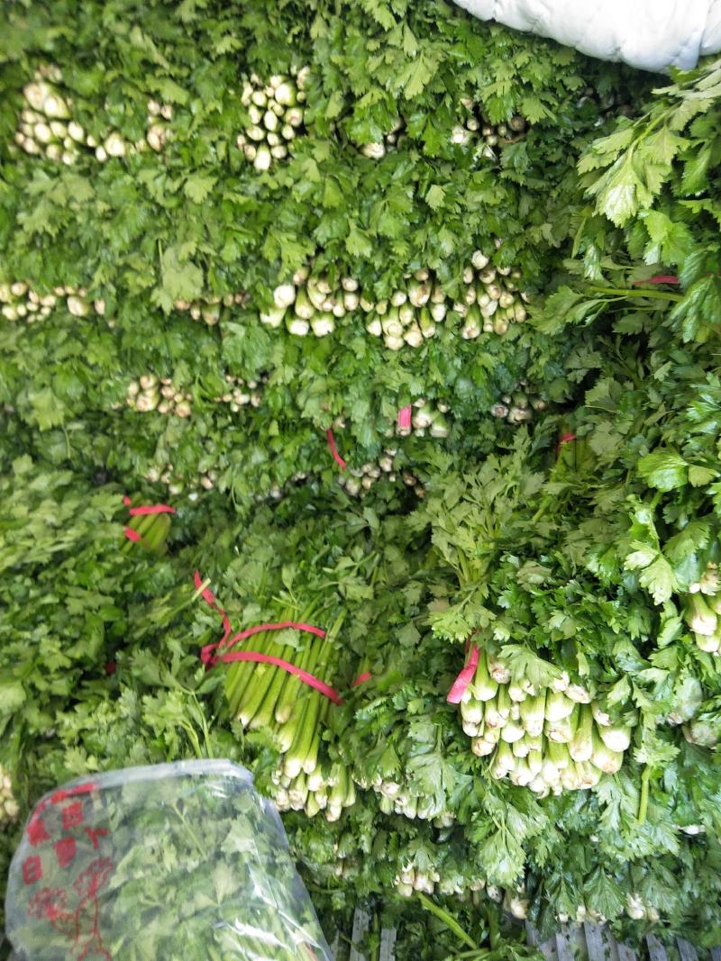 金口芹菜大棚的国庆节上市