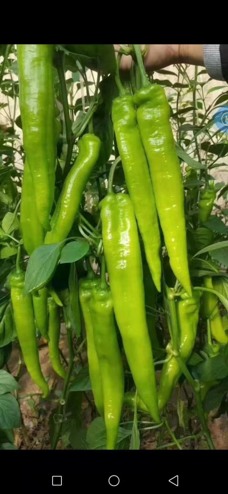 辣椒大量供应质优价廉欢迎各位客商光临