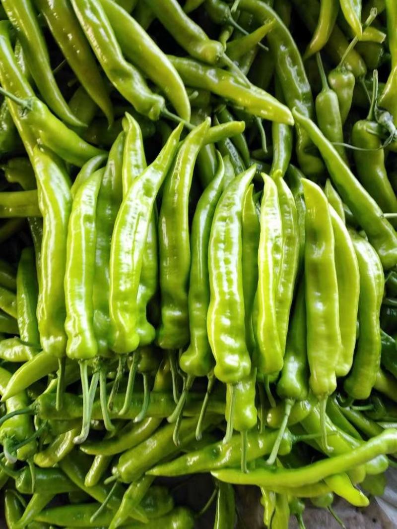 辣椒大量供应质优价廉欢迎各位客商光临