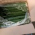 刺黄瓜25公分以上鲜花带刺