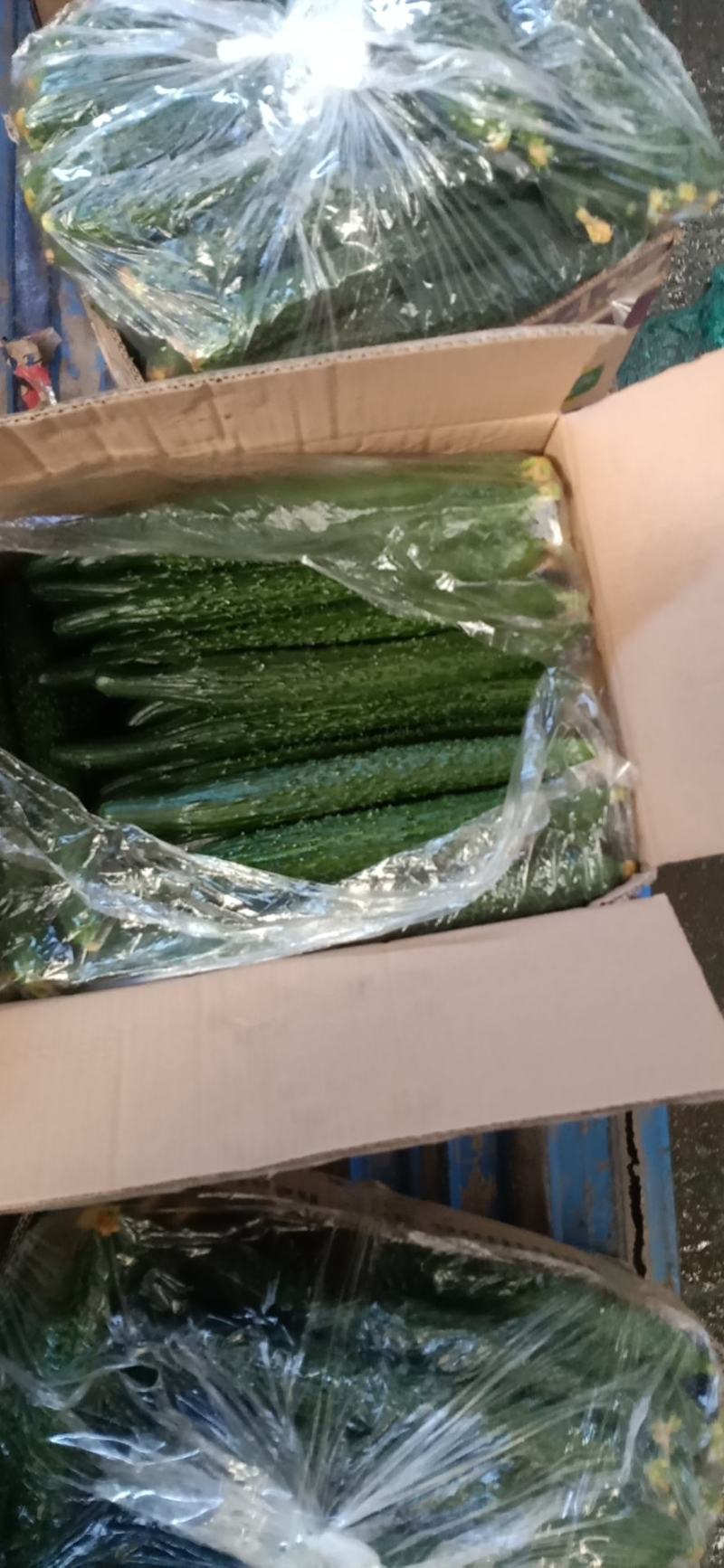 刺黄瓜25公分以上鲜花带刺